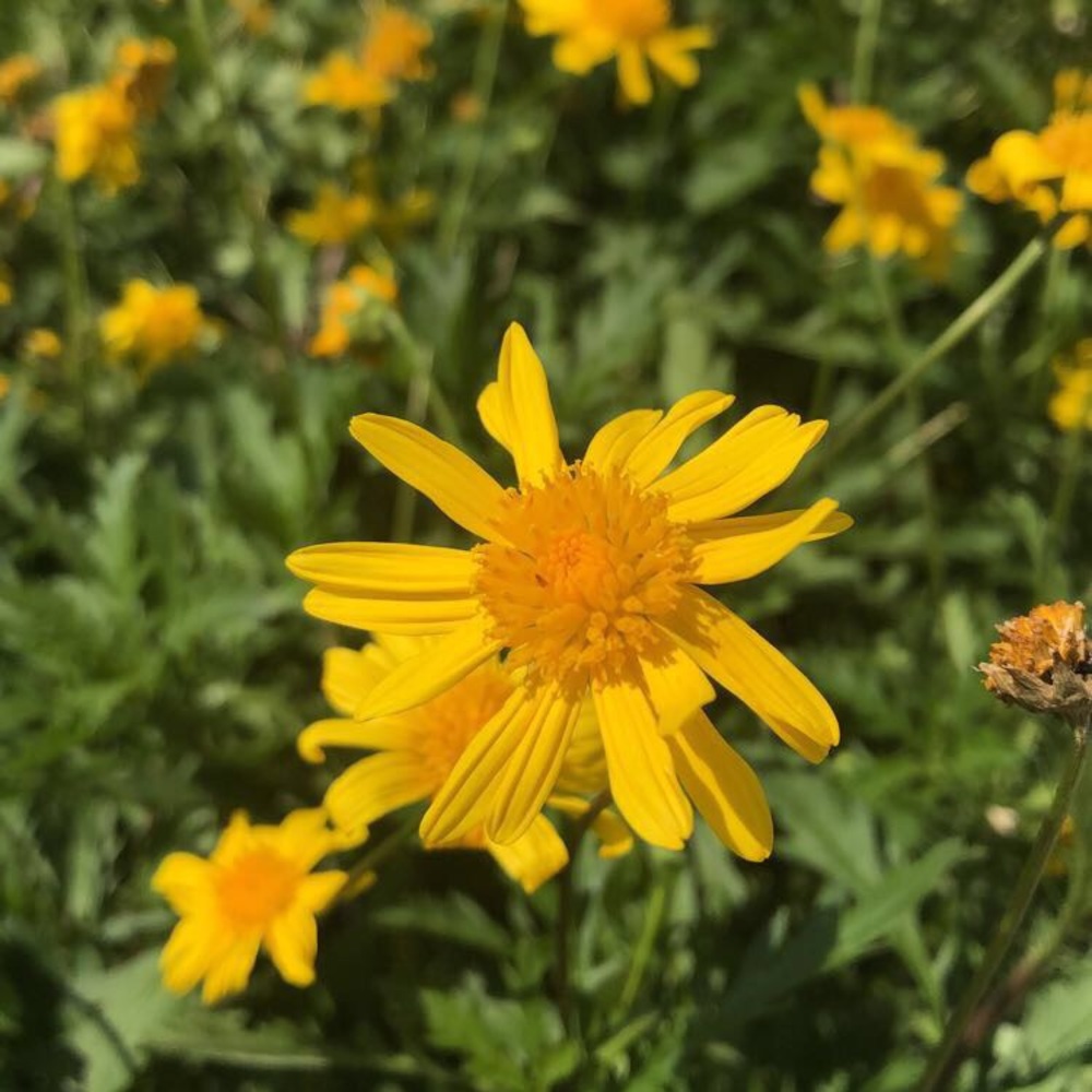 Meet your Posher, Nena